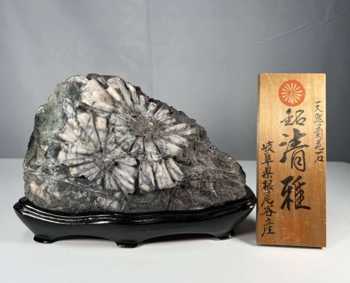 Yahoo!オークション - 天然菊花石 銘「清雅」 岐阜県根尾谷産 Yahoo!オークション - 天然菊花石 銘「清雅」 岐阜県根尾谷産