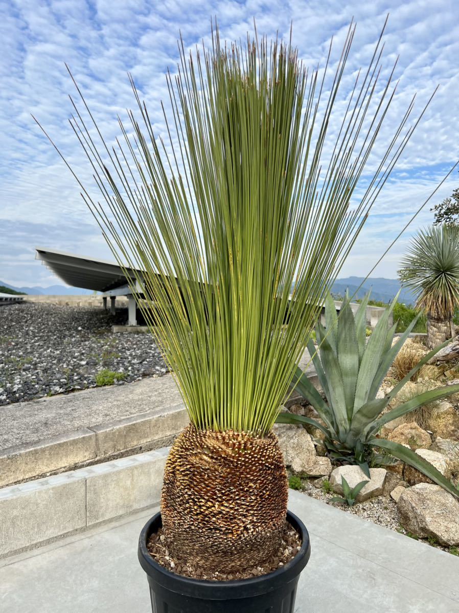 ダシリリオン ロンギシマム Dasylirion longissimum - 観葉植物