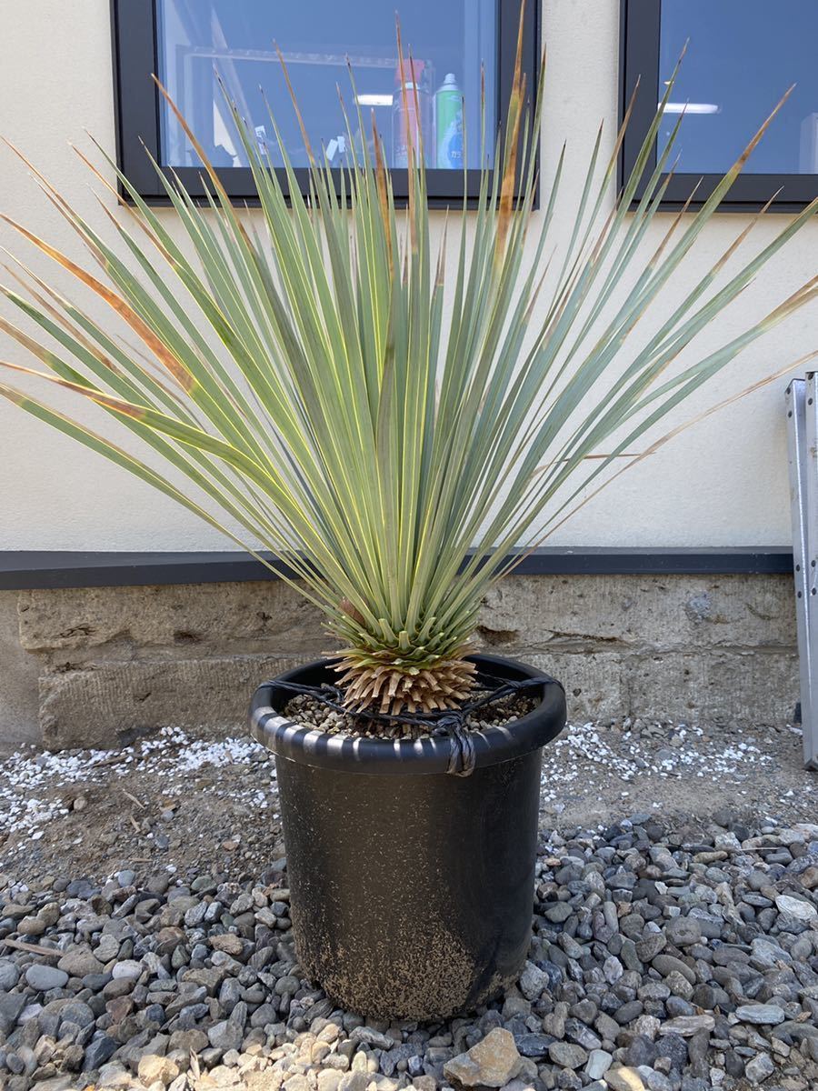 ブルーサンダー☆Yucca☆タイ産、ロストラータ www.thesciencebasement.org
