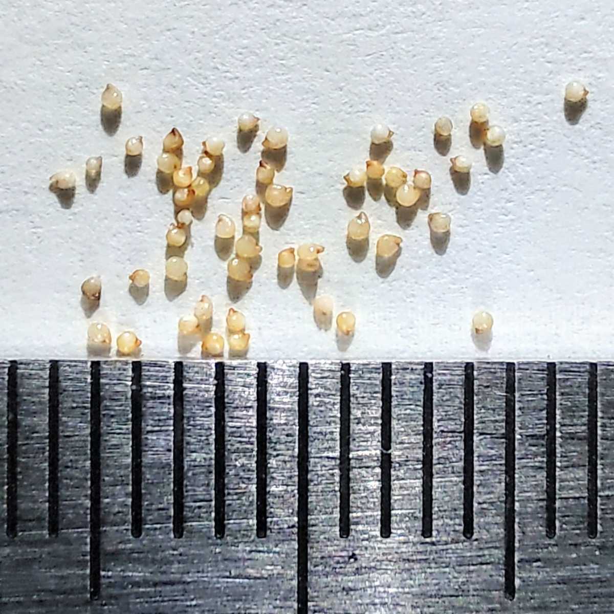◎ナンバー付◎【自家採種“種子”/30粒】Titanopsis hugo-schlechteri var. alboviridis (SB 1343)/チタノプシス 天女扇//多肉植物/メセン_お送りする種子のイメージ