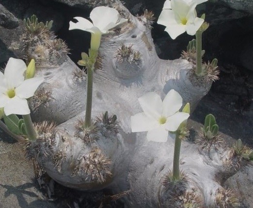 【種子】パキポディウム・ブレビカウレ(恵比寿笑い、白花)　2021年4月 Pachypodium brevicaule ssp. leucoxanthum 種子20粒【送料無料】_成長株のイメージです