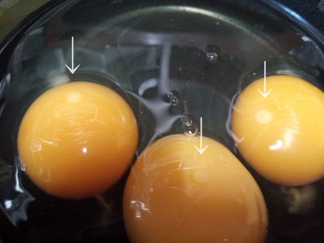 軍鶏の有精卵 6個【食用　訳あり】【送料込み】　精と力がつくと言われている_納豆と食べる時に有精卵の胚を確認
