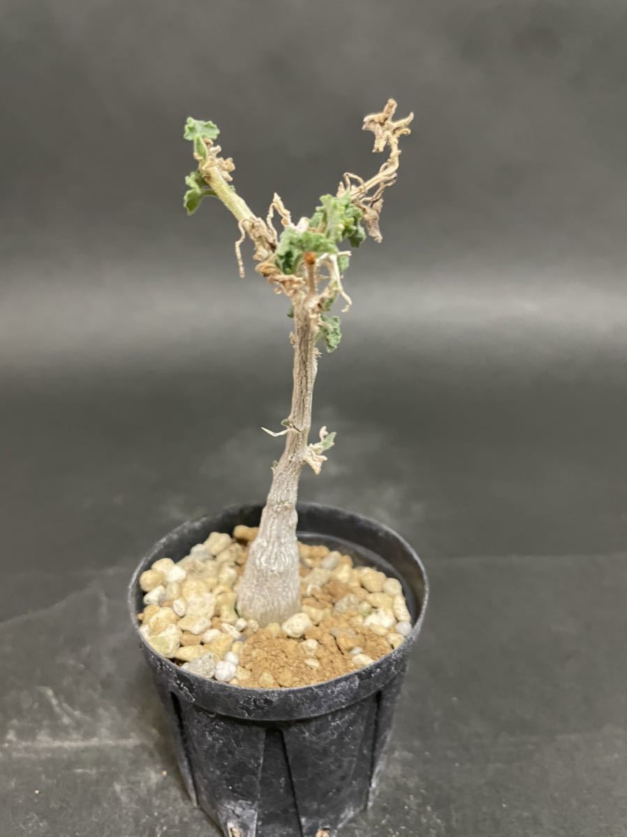 コラロカルプス バイネシー 実生苗 Corallocarpus bainesii コーデックス 多肉植物 パキポディウムグラキリス 塊根植物_画像3