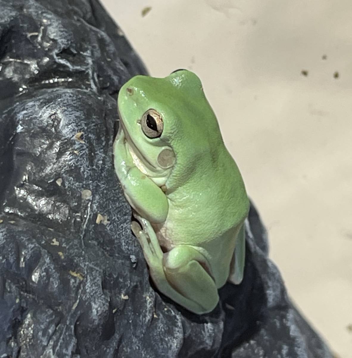 可愛いサイズ イエアメガエル 生体 両生類 カエル 蛙 両生類 飼育 かえる テラリウム ホワイトアマガエル 樹上性 カエル 売買されたオークション情報 Yahooの商品情報をアーカイブ公開 オークファン Aucfan Com