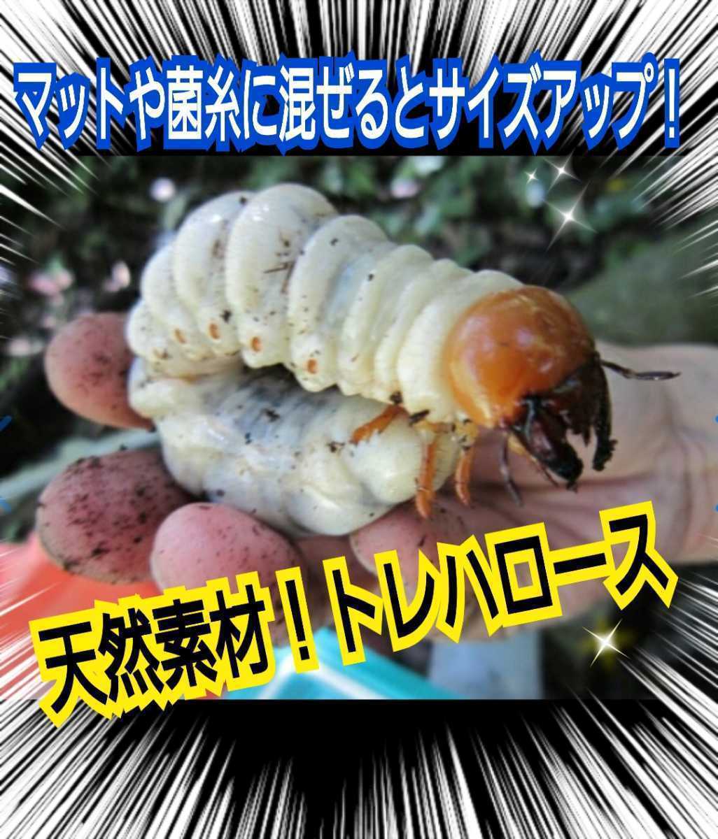 クワガタ・カブトムシのエネルギー源！トレハロース粉末☆マットや菌糸・ゼリーに混ぜるだけでサイズアップ、産卵数アップ、長寿効果抜群！_画像6