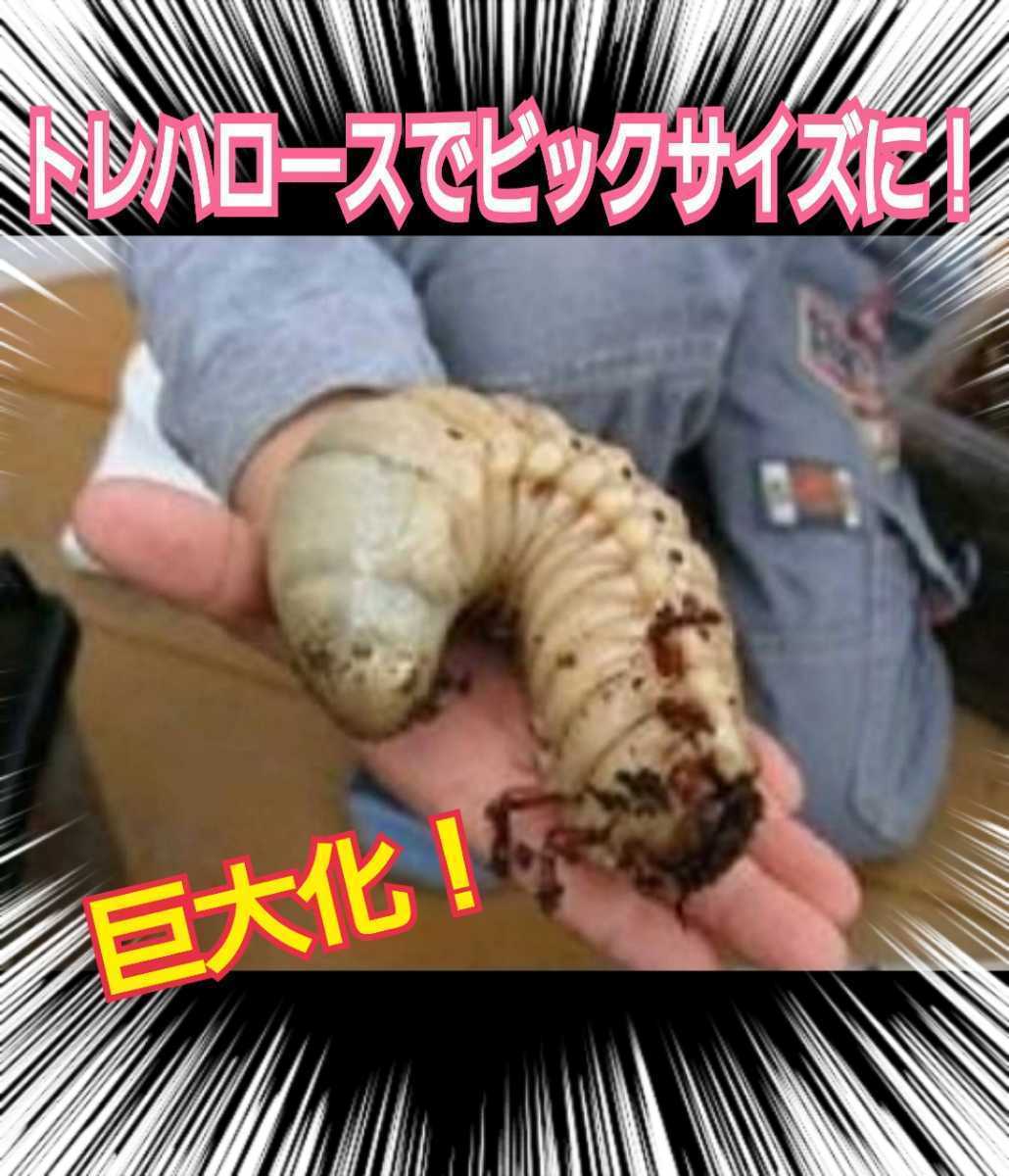 クワガタ・カブトムシのエネルギー源！トレハロース粉末☆マットや菌糸・ゼリーに混ぜるだけでサイズアップ、産卵数アップ、長寿効果抜群！