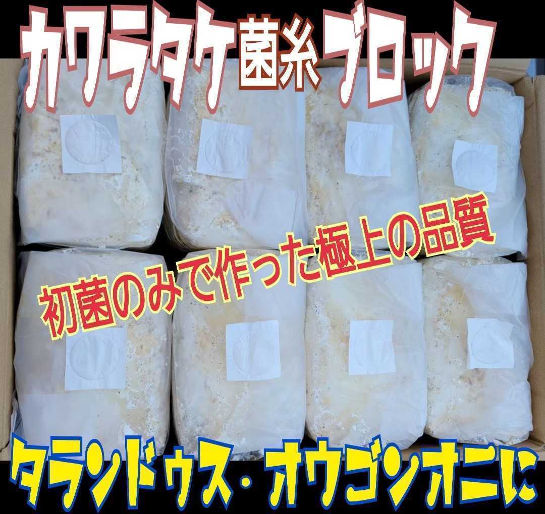 極上☆カワラタケ菌糸ブロック【4個セット】クヌギ１００％・1番菌のみ使用 タランドゥスやオウゴンオニクワガタ、レギウスが大型化します