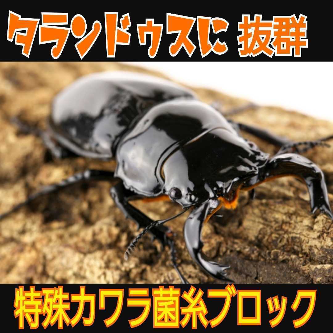 極上☆カワラタケ菌糸ブロック【4個セット】クヌギ１００％・1番菌のみ使用 タランドゥスやオウゴンオニクワガタ、レギウスが大型化します