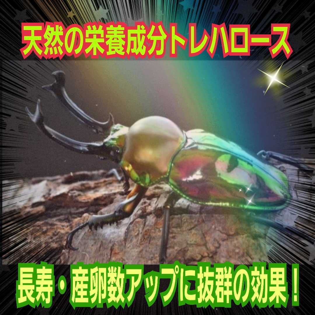  stag beetle * rhinoceros beetle. energy source!tore Hello s powder * mat .. thread, jelly .... only . size up, production egg number up, length . exceptionally effective!