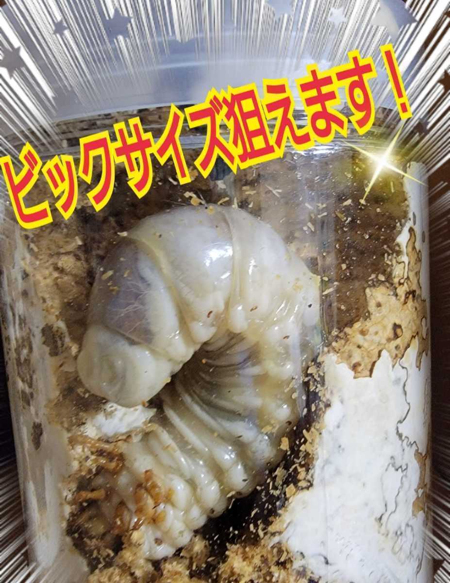 クワガタ・カブトムシのエネルギー源！トレハロース【3袋】マットや菌糸・ゼリーに混ぜるだけでサイズアップ、産卵数アップ、長寿効果抜群_画像2