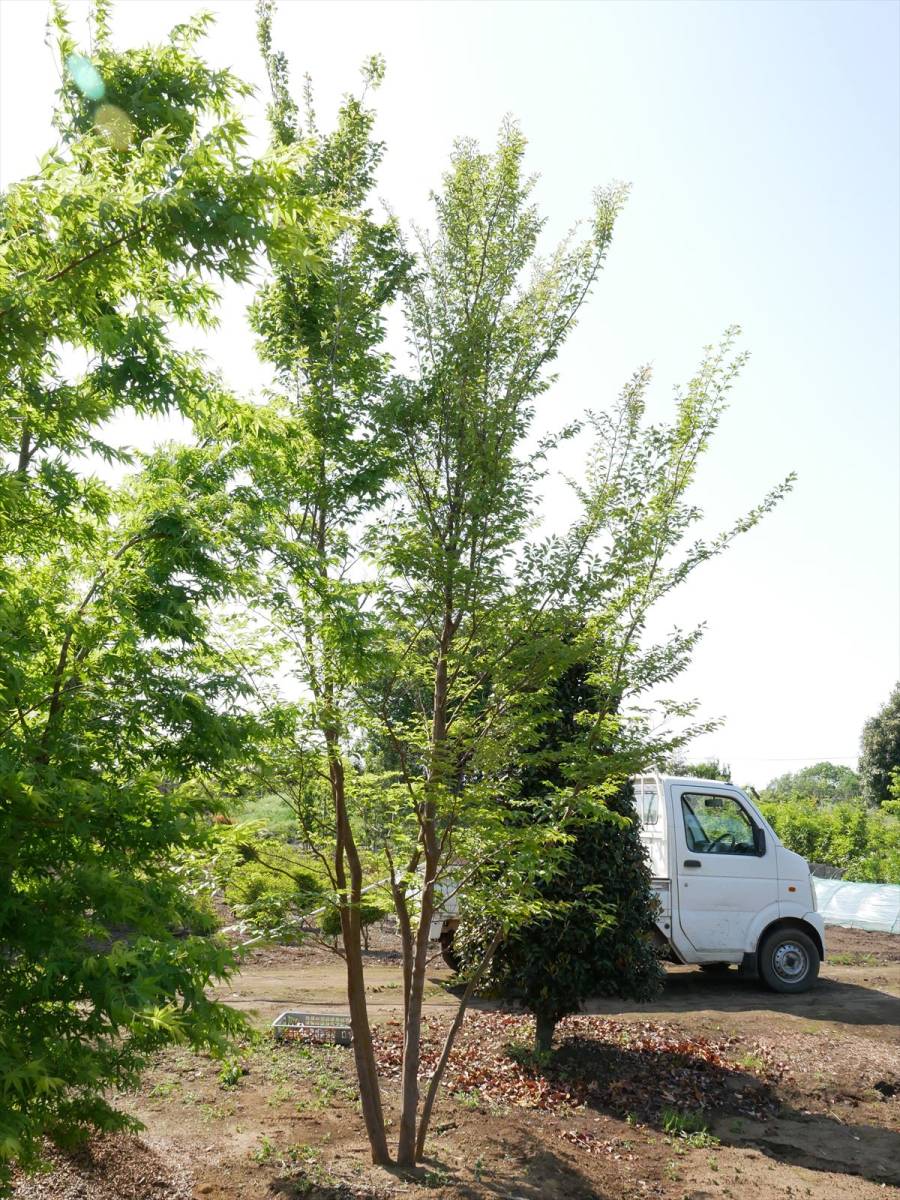 落葉樹 ヒメシャラ株立 大株 5m超 *引き取り限定 近隣のみ配達 落葉樹 ヒメシャラ株立 大株 5m超 *引き取り限定 近隣のみ配達