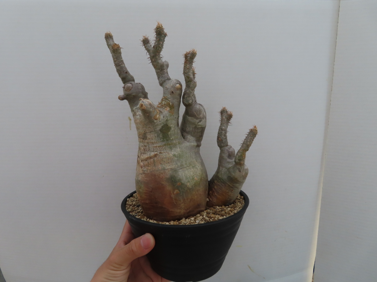 ム143「現地株」パキポディウム グラキリス 多頭 L 植え ム143「現地株」パキポディウム グラキリス 多頭 L 植え