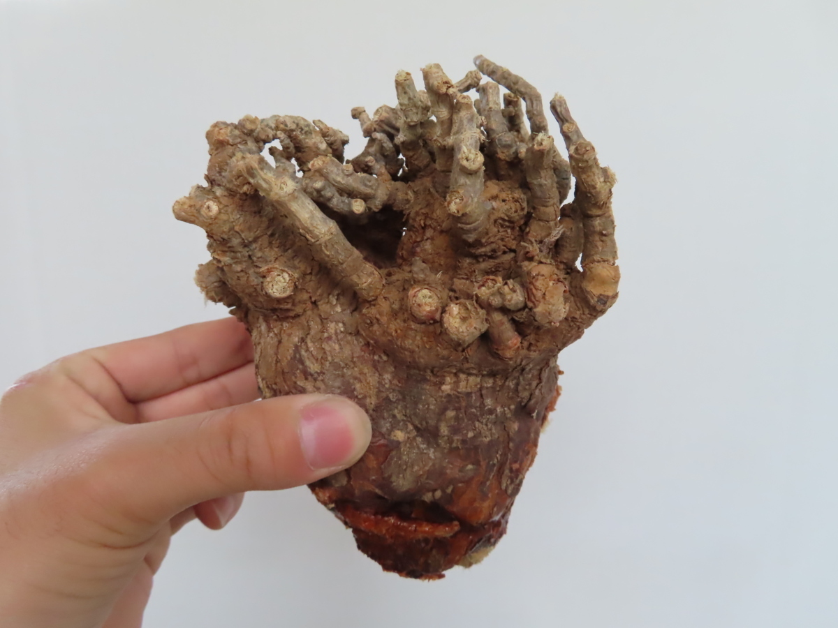 新着 モ033「現地」ケラリア ピグマエア 中【最新到着・抜き苗・塊根植物・Ceraria pygmaea】 その他 新着 モ033「現地」ケラリア ピグマエア 中【最新到着・抜き苗・塊根植物・Ceraria pygmaea】 その他