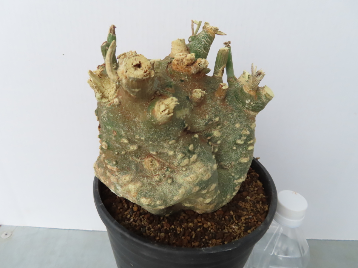 モ302「現地株」アデニア グロボーサ 中 植え【未発根・塊根植物