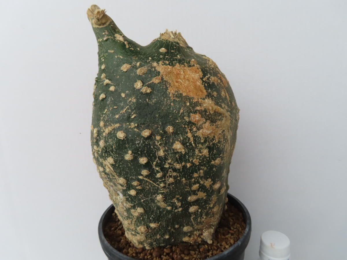 モ300「現地株」アデニア グロボーサ 中 植え【未発根・塊根植物