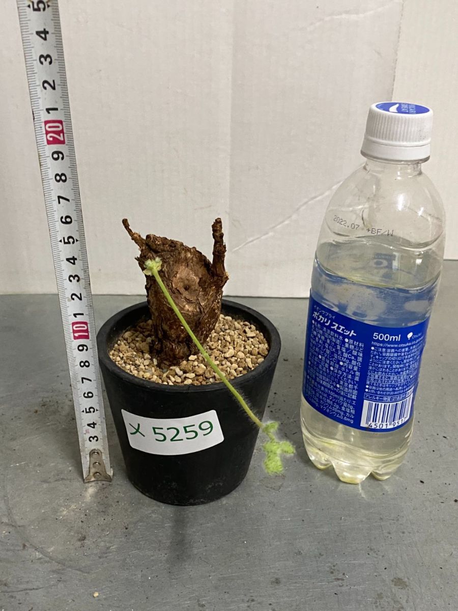 メ5259 「現地」ペラルゴニウム トリステ 植え【塊根植物・未発 メ5259 「現地」ペラルゴニウム トリステ 植え【塊根植物・未発