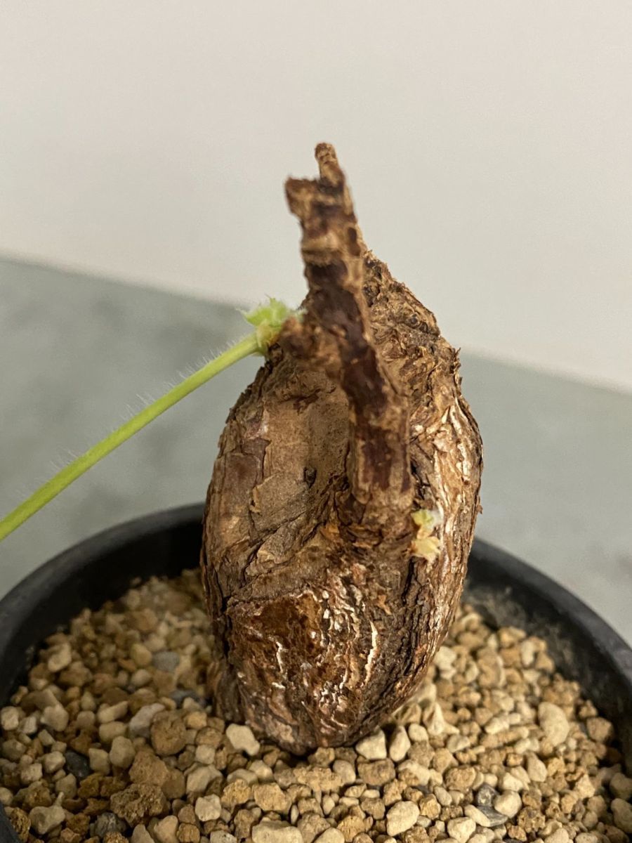 メ5259 「現地」ペラルゴニウム トリステ 植え【塊根植物・未発 メ5259 「現地」ペラルゴニウム トリステ 植え【塊根植物・未発