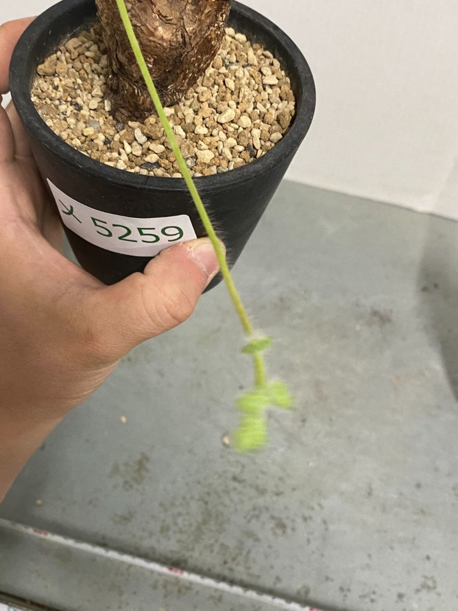 メ5259 「現地」ペラルゴニウム トリステ 植え【塊根植物・未発 メ5259 「現地」ペラルゴニウム トリステ 植え【塊根植物・未発