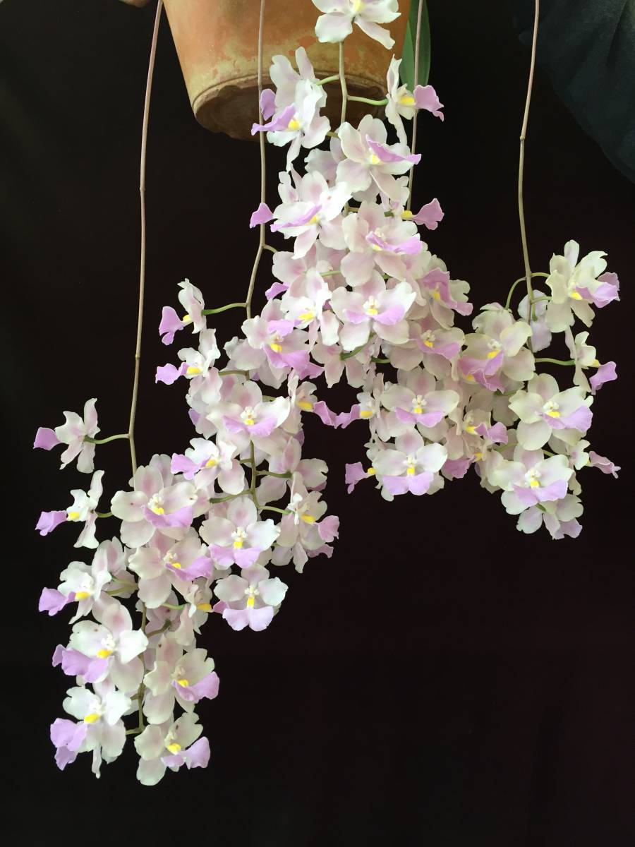 ショップ 洋蘭 Cuitlauzina pendula 'Elise' BM/IOK Div. ショップ 洋蘭 Cuitlauzina pendula 'Elise' BM/IOK Div.