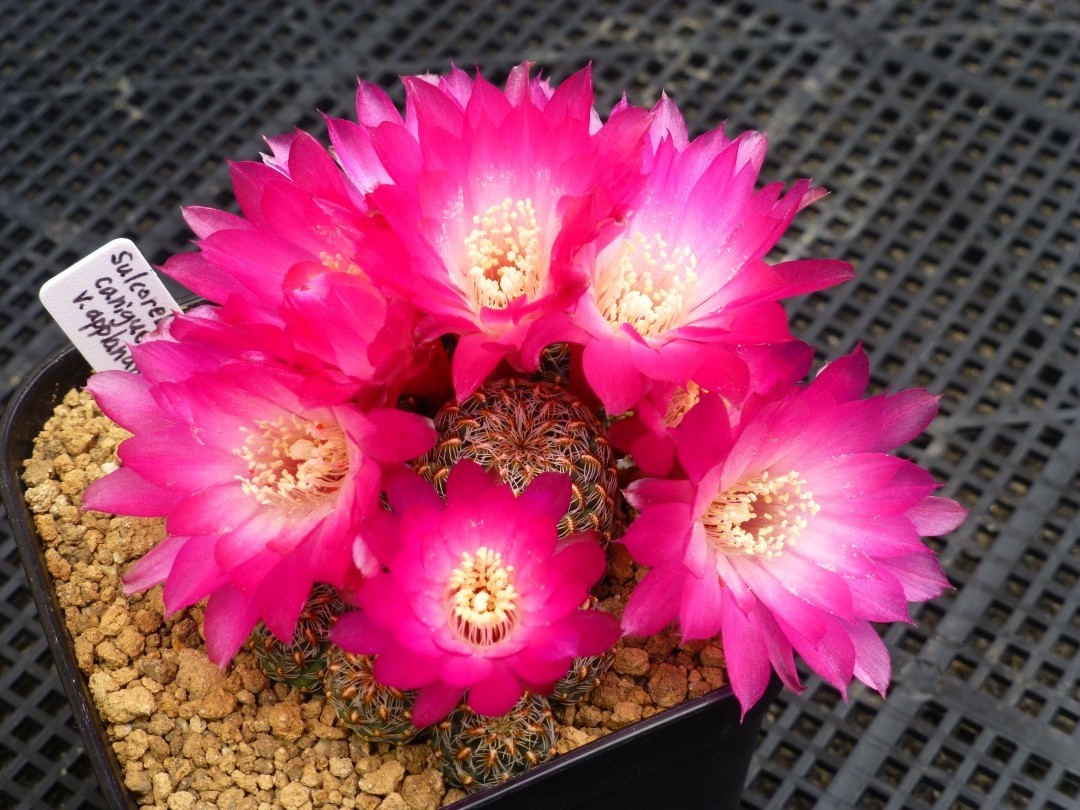 スルコレブチア・アップラナタ Sulcorebutia canigueralii applanata