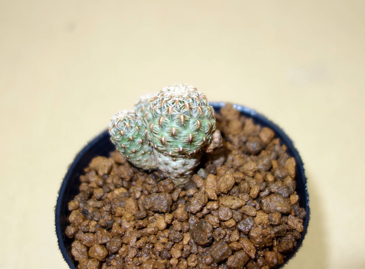 スルコレブチア・アップラナタ Sulcorebutia canigueralii applanata