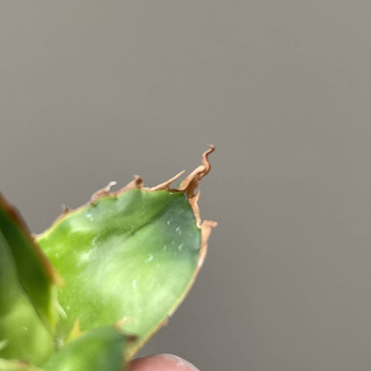 胴切り子株　多肉植物　アガベ ホリダ　陽炎　5_画像8