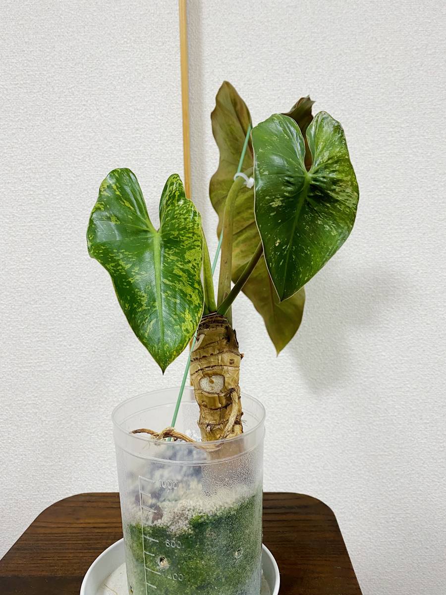 クリアランス買付 Philodendron ilsemanii ☆フィロデンドロン