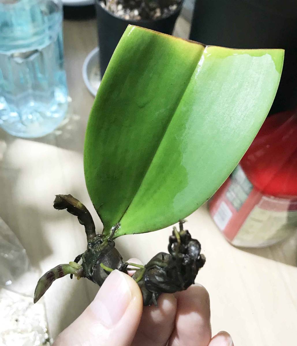 バルボフィラム ベッカリー Bulbophyllum beccarii サラワク州産 現地