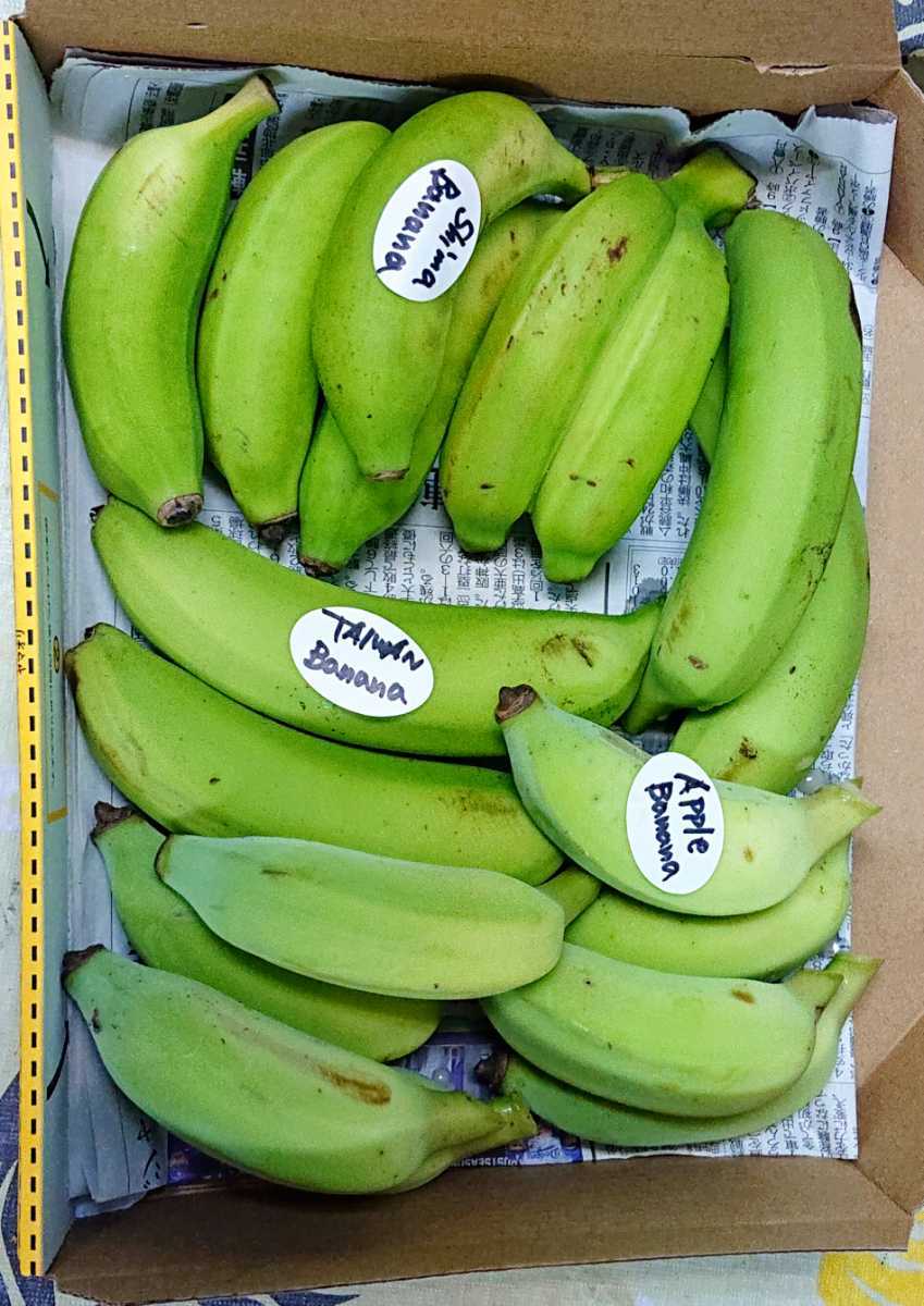 最終！人気の国産バナナ３種！食べ比べ！沖縄本島北部産！３種バナナセット！_画像3