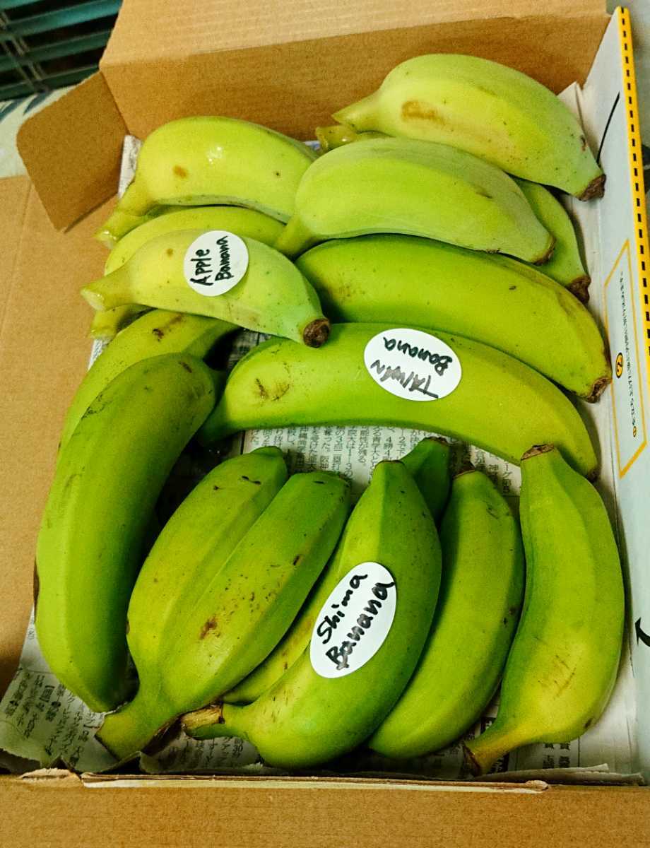 最終！人気の国産バナナ３種！食べ比べ！沖縄本島北部産！３種バナナセット！_画像4