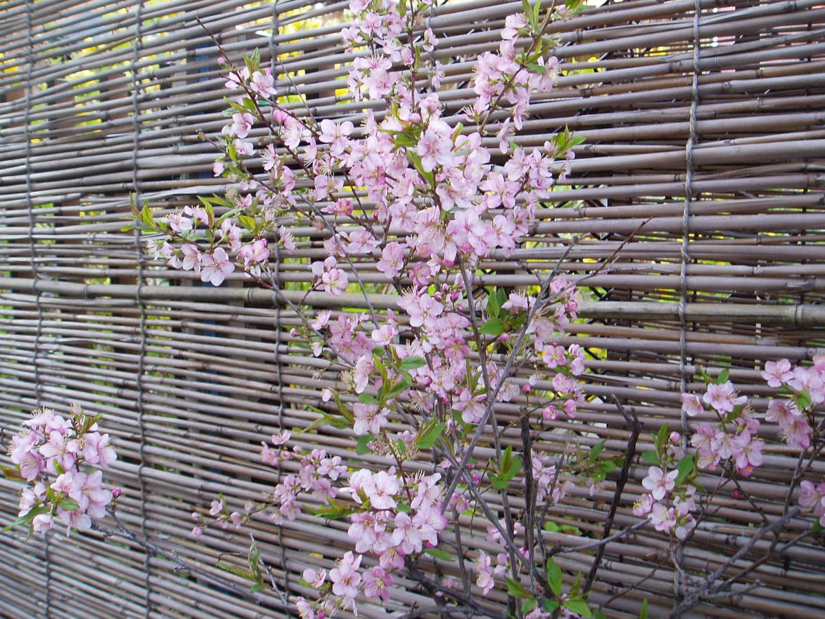  garden tree * garden plum 