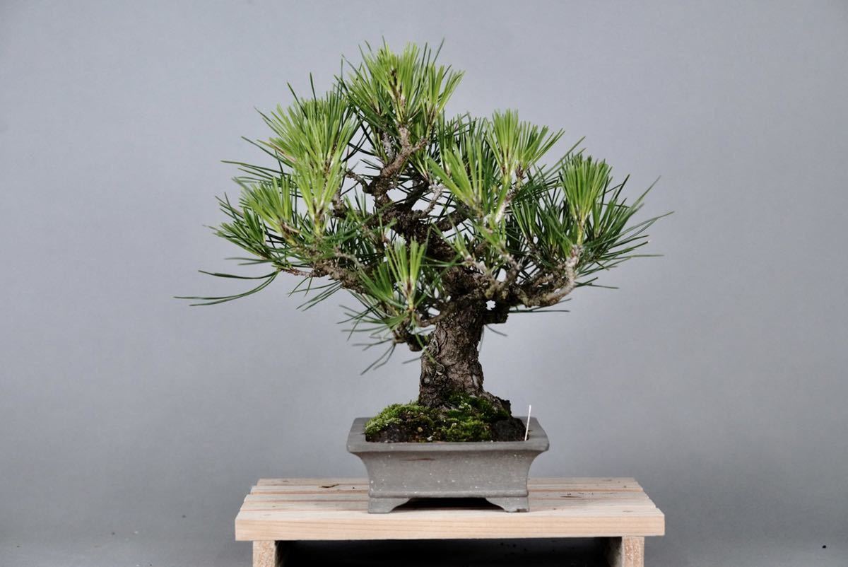 送料込】 ◇盆 盆栽道具 栽◇ 鉢 黒松盆栽 dondiegosanta.com (小品