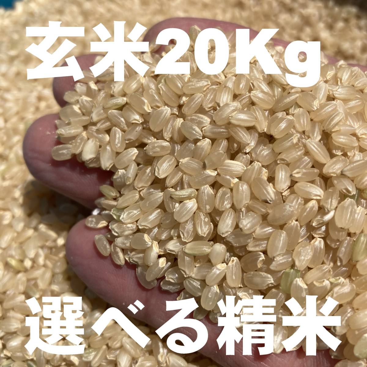 [全国送料無料] 玄米 正味 20Kg / 選べる精米 ⇒ 無洗米、上白米、標準米、分づき米 ４種 / 令和３年産 2021年産 / お米 / 四国 徳島産_画像1