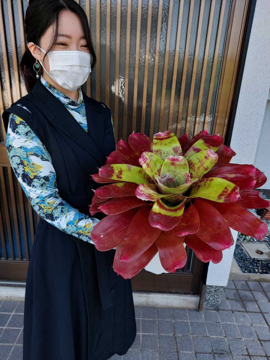 スゴい赤です。最高芸、ネオレゲリア、タンクブロメリア、「Neoregelia