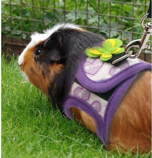  hamster * Harness & Lead * purple [M] pretty one Point! harness ... ferret [ purple M] small animals pet clothes 