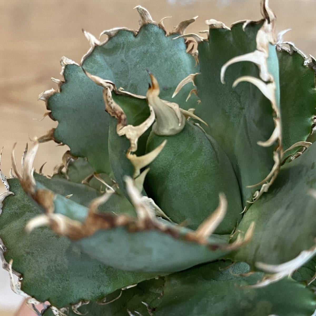  Agave titanota filigree アガベチタノタフィリグリー3_画像6