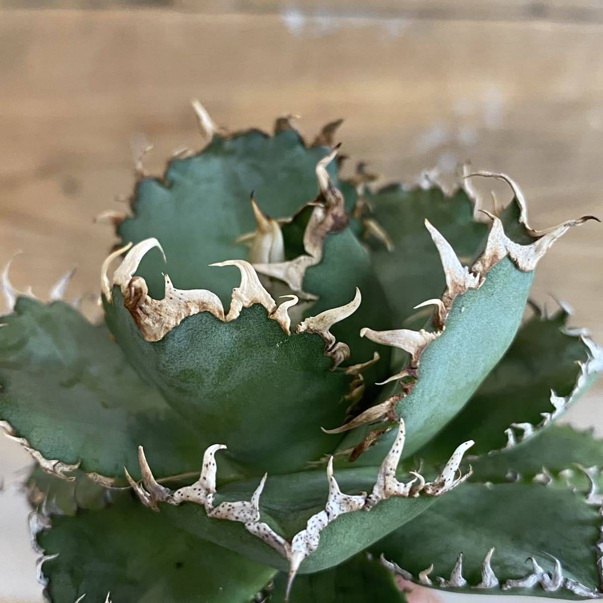  Agave titanota filigree アガベチタノタフィリグリー3_画像2