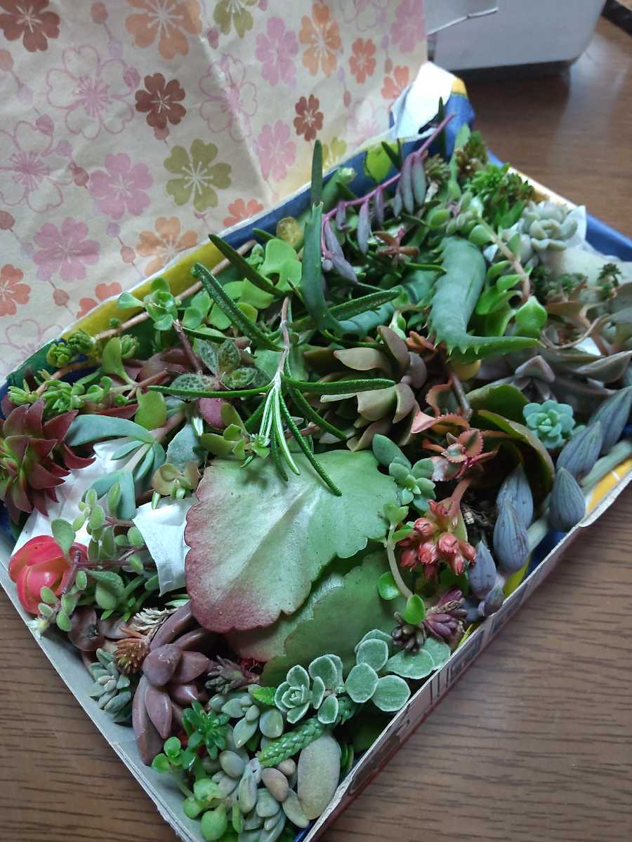 ☆☆多肉植物カット苗 箱にいっぱい！ 25種類