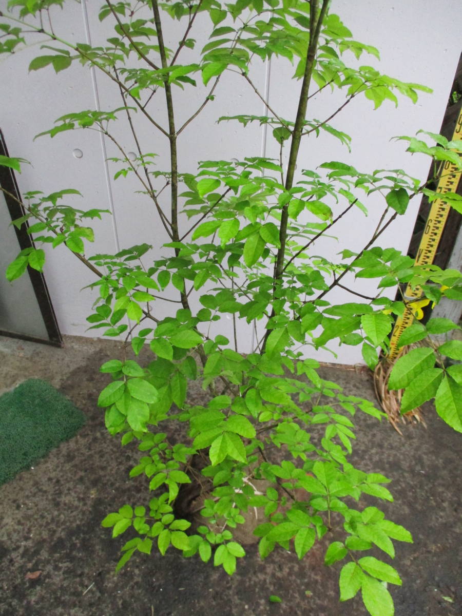  production person direct sale! * fraxinus lanuginosa * height of tree 1.8m 5/27 photographing YW-35