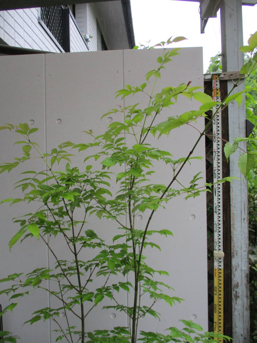  production person direct sale! * fraxinus lanuginosa * height of tree 1.8m 5/27 photographing YW-35
