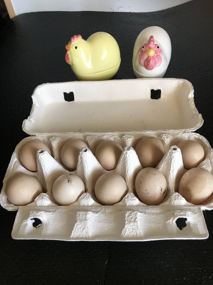 ニワトリ　鶏　 種卵10個 有精卵_画像4