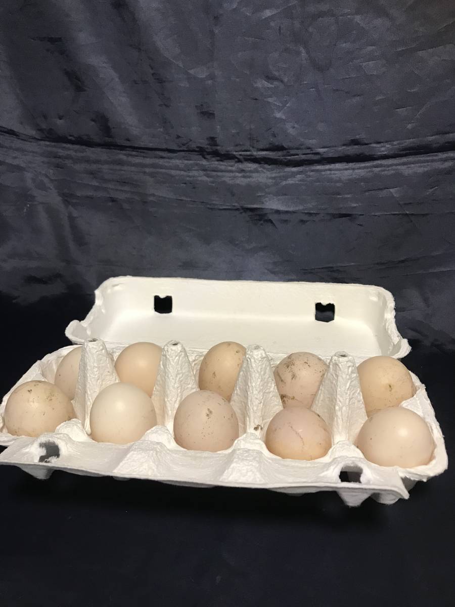 ニワトリ　鶏　 種卵10個 有精卵_画像1