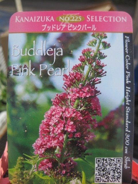 bto rare. seedling [ pink pearl ] 10.5CM pot enduring cold . height 3m. growth 