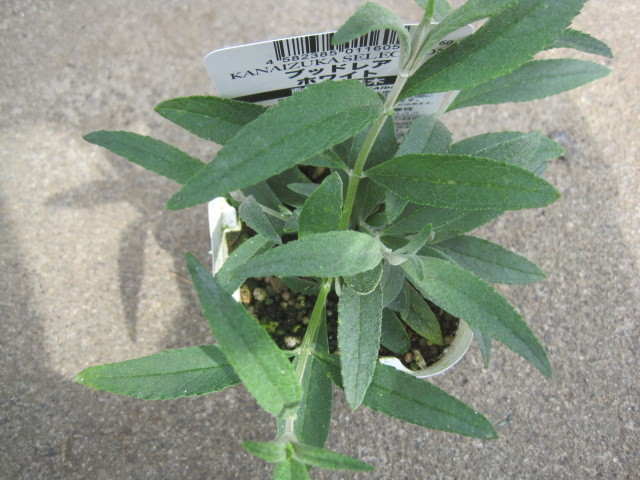 bto rare. seedling [ white ] 10.5CM pot enduring cold . height 3m. growth .. fragrance prompt decision 
