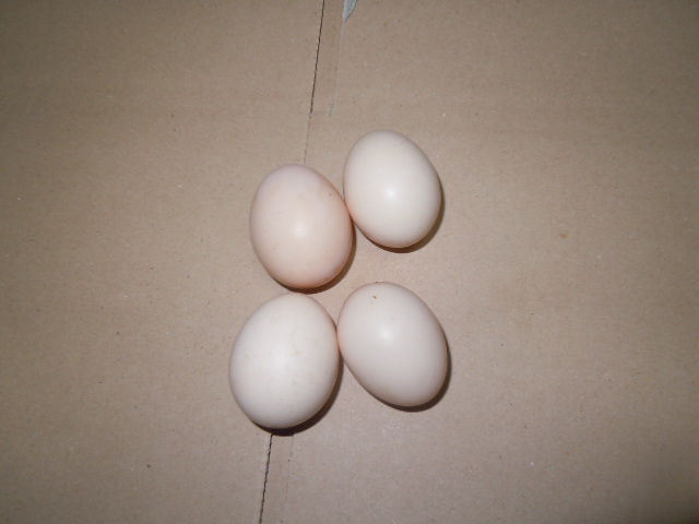 碁石チャボ　有精卵　6個　矮鶏　ニワトリ　卵　たまご　孵化　孵卵器　にわとり　ちゃぼ　種卵_画像1