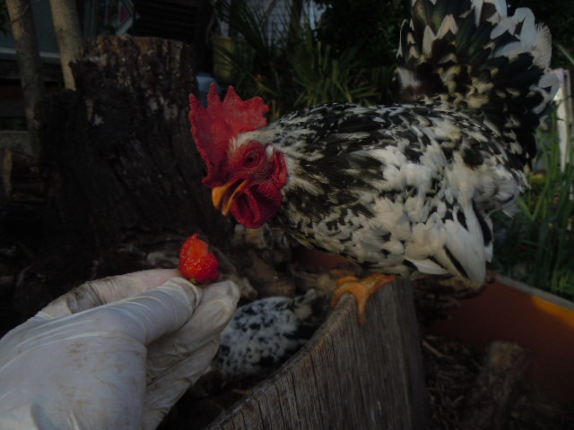 碁石チャボ　有精卵　6個　矮鶏　ニワトリ　卵　たまご　孵化　孵卵器　にわとり　ちゃぼ　種卵_画像3