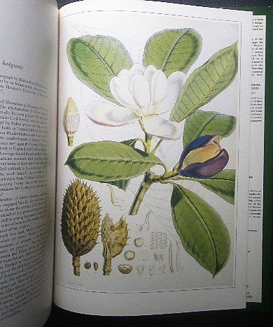 16 century ~ flower * plant . map .Plants foreign book book of paintings in print botanika lure torudu-te/ Mali a*ji Be la*me- Lien / John * Lynn do Lee /Clara Pope