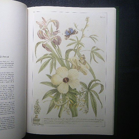 16 century ~ flower * plant . map .Plants foreign book book of paintings in print botanika lure torudu-te/ Mali a*ji Be la*me- Lien / John * Lynn do Lee /Clara Pope