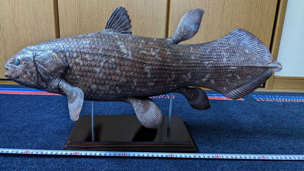 【美品】61cm シーラカンス(樹脂製)fish craft REAL製作 Yahoo!オークション - 「fish craft REAL」製作 61cm