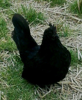 真黒矮鶏 種卵5個（4個プラス補償1個）しんくろチャボ （有精卵） シンクロチャボ 真黒チャボ 孵化用_画像3